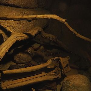 Sinaloan milksnake terrarium, 2023-10-07