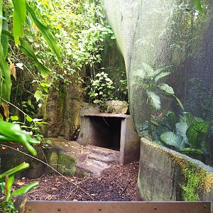 Secondary Aardvark exhibit, 2023-10-07