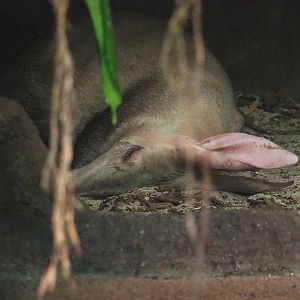 Aardvark (Orycteropus afer), 2023-10-07