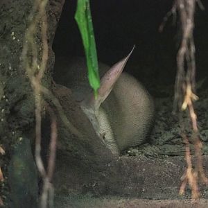 Aardvark (Orycteropus afer), 2023-10-07