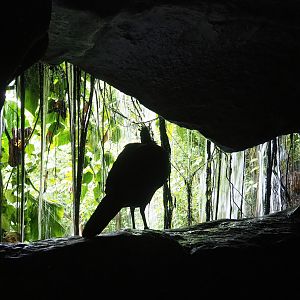 View behind the large watefall in the Bush, with Great curassow hanging out, 2023-10-07