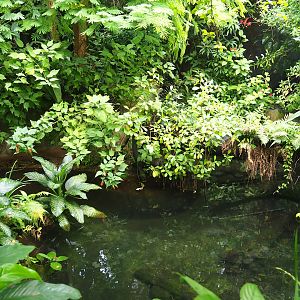 South American fish pool in the separated zone of the Bush (Currently no caiman), 2023-10-07