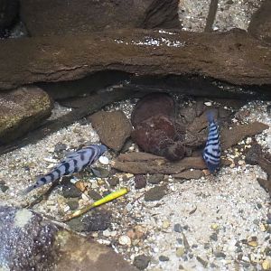 Convict cichlids (Amatitlania nigrofasciata), 2023-10-07