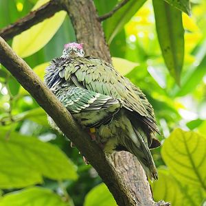 Eastern superb fruit-doves (Ptilinopus superbus), 2023-10-07