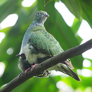 Eastern superb fruit-doves (Ptilinopus superbus), 2023-10-07
