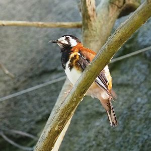 Chestnut-backed ground-thrush (Geokichla dohertyi), 2023-10-07