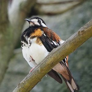 Chestnut-backed ground-thrush (Geokichla dohertyi), 2023-10-07