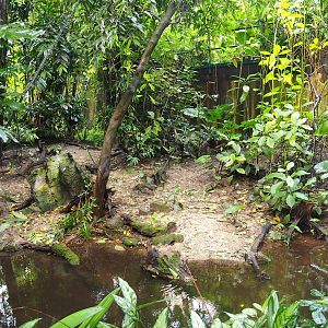 Asian leaf turtle exhibit, 2023-10-07