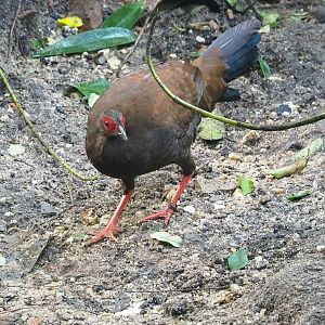 Edwards's pheasant (Lophura edwardsi), 2023-10-07