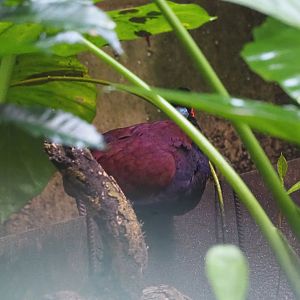 Green-naped pheasant-pigeon (Otidiphaps nobilis), 2023-10-07