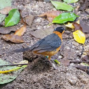 Snowy-crowned robin-chat (Cossypha niveicapilla), 2023-10-07