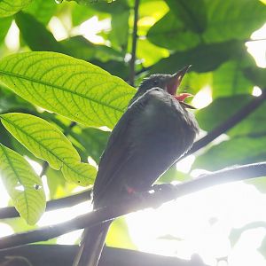 Screaming piha (Lipaugus vociferans), 2023-10-07