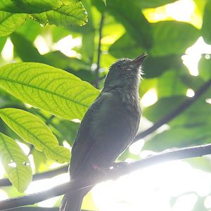 Screaming piha (Lipaugus vociferans), 2023-10-07