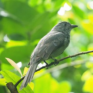 Screaming piha (Lipaugus vociferans), 2023-10-07