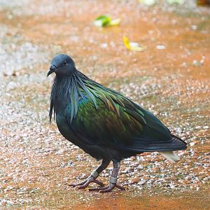 Nicobar pigeon (Caloenas nicobarica), 2023-10-07