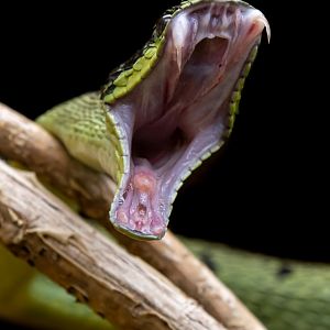 Great Lakes bush viper (Atheris nitschei)
