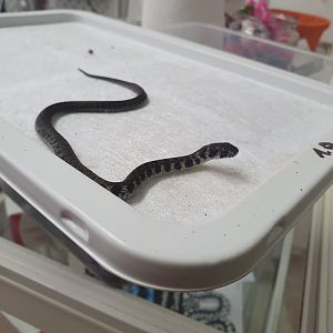 Juvenile Tiger Keelback Snake