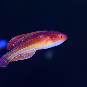 Diamond-tail flasher wrasse (Paracheilinus attenuatus)