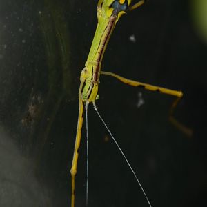 Tapah Hills stick insect (Anarchodes annulipes)