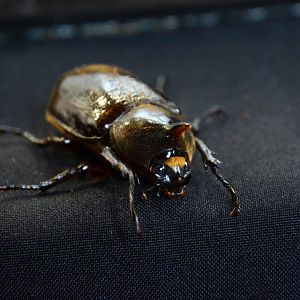 Martinique Hercules beetle (Dynastes hercules reidi)