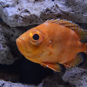 Short bigeye (Pristigenys alta)