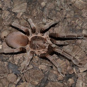 Queensland whistling tarantula (Selenocosmia crassipes)