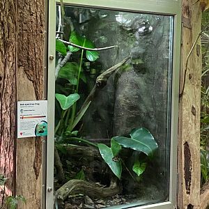 Tropical Trails - Red-eyed tree frog exhibit 290923