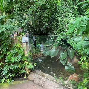 Tropical Trails - Indochinese box turtle exhibit 290923
