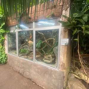 Tropical Trails- Solomon Islands skink exhibit 290923