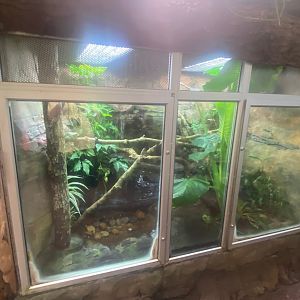 Tropical Trails- Fea’s treefrog exhibit 290923