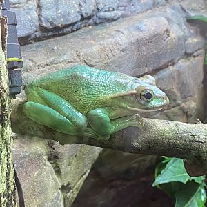 Tropical Trails - Fea’s treefrog 290923