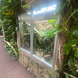 Tropical Trails - Yellow-banded poison dart frog exhibit 290923