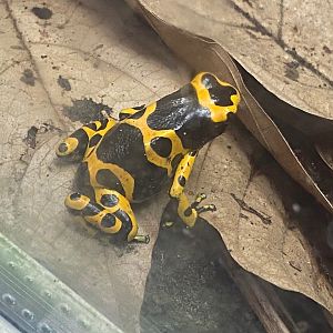 Tropical Trails - Yellow-banded poison dart frog 290923