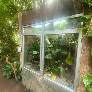 Tropical Trails - Emerald skink exhibit 290923