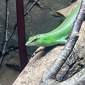 Tropical Trails - Emerald skink 290923