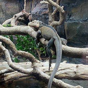 Tropical Trails - Lesser Antillean iguana 290923