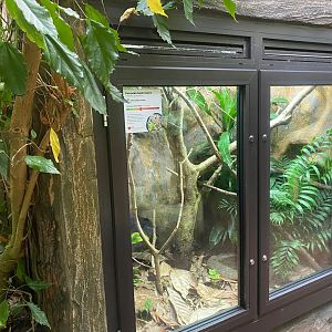 Tropical Trails - Peruvian bush anole exhibit 290923