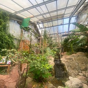 Linnaeus two-toed sloth exhibit 290923