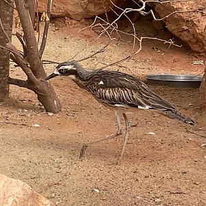 Arid Lands - Bush thick-knee 290923