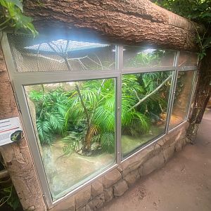 Tropical Trails - Panther chameleon exhibit 290923