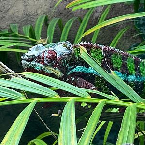 Tropical Trails - Panther chameleon 290923