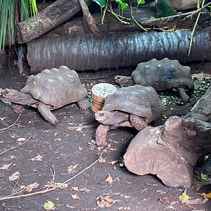 Tropical Trails - Red-footed tortoises 290923