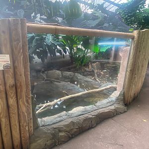 Tropical Trails - Malaysian giant turtle exhibit 290923