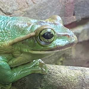 Tropical Trails - Fea’s treefrog 290923