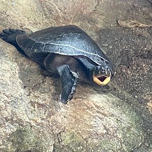Tropical Trails - Yellow-spotted Amazon river turtle 290923