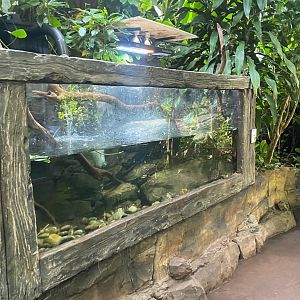 Tropical Trails - Annam leaf turtle exhibit 290923