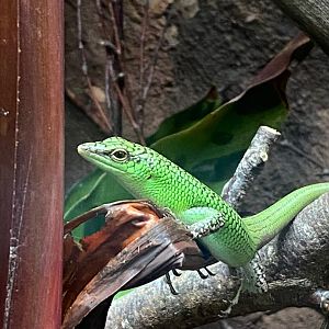 Tropical Trails - Emerald skink 290923