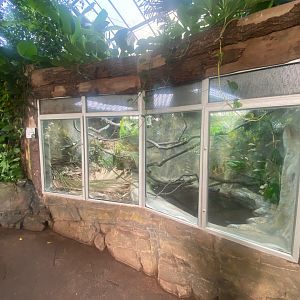 Tropical Trails - Lesser Antillean iguana exhibit 290923