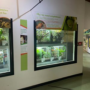 Amphibian Ark 290923