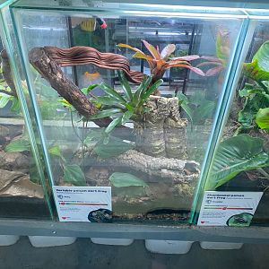 Amphibian Ark - Variable poison dart frog exhibit 290923